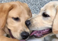 純種拉布拉多臉皮皺嗎（好不好）